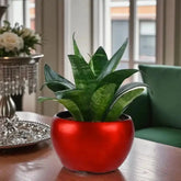 Snake plant in a glossy red pot, perfect for Valentine's Day gifting. Easy care indoor plant for stylish home or office spaces.